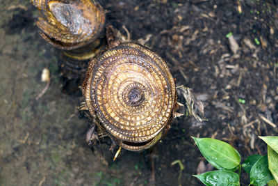 High angle view of snail on land