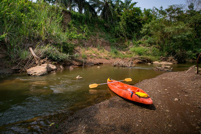 Scenic view of river amidst trees in forest