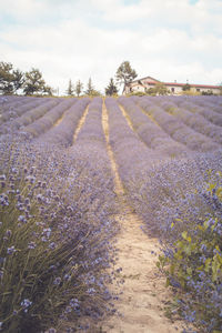 Scenic view of flowering field against sky