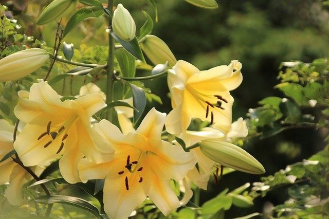 CLOSE-UP OF DAY LILY FLOWERS