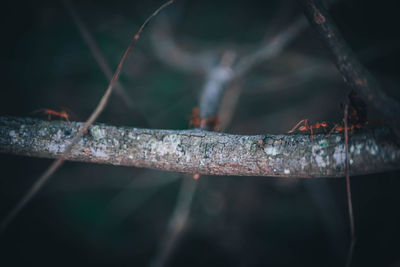 Close-up of rusty metal fence
