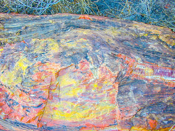 Autumnal leaves on tree trunk