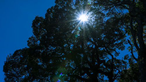 Low angle view of trees against blue sky