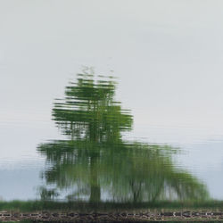 Reflection of tree in lake against sky