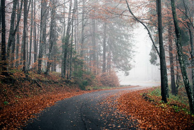 Curved road amidst trees during autumn in foggy weather