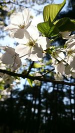 Close-up low angle view of white flowers