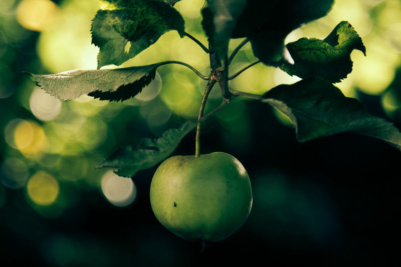 Granny Smith Apple pictures Curated Photography on EyeEm