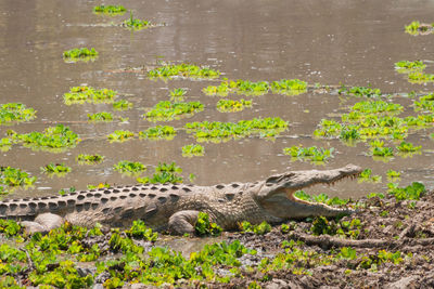 View of a reptile in the sea