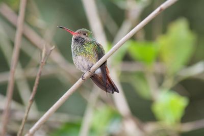 Close-up of bird perching on branch