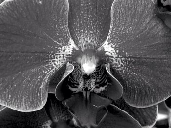 Macro shot of flower head