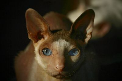 Portrait of sphynx hairless cat in dark