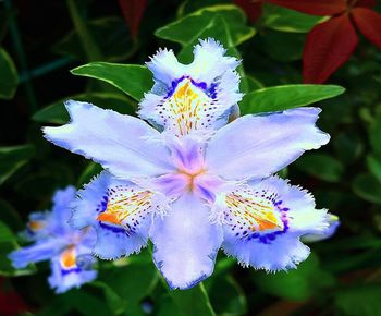 Close-up of purple iris flower