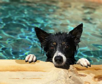 Portrait of black dog in swimming pool