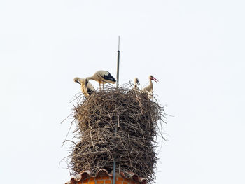 Birds perching on nest against clear sky
