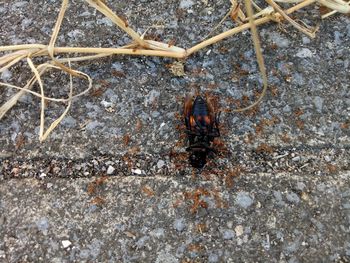 Close-up of insect