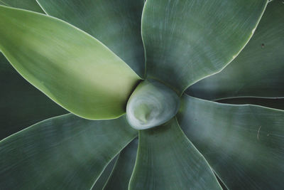 Full frame shot of succulent plant