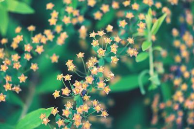 Close-up of yellow flowers blooming outdoors