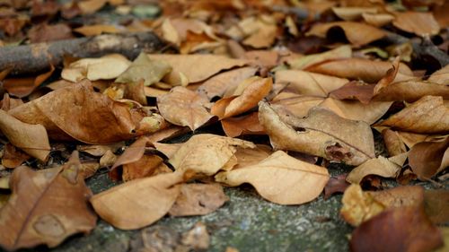 Full frame shot of dried autumn leaves