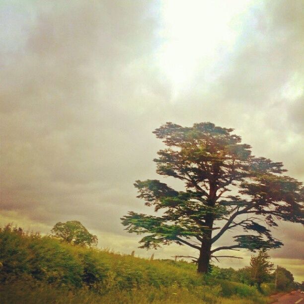 tree, sky, tranquility, tranquil scene, cloud - sky, beauty in nature, scenics, cloudy, nature, growth, low angle view, cloud, landscape, idyllic, non-urban scene, weather, outdoors, overcast, silhouette, branch