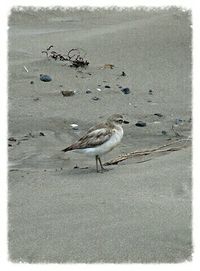 Bird in water