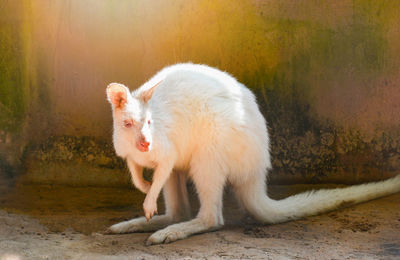 Portrait of white cat