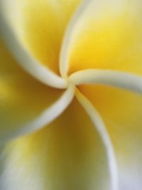 Macro shot of yellow flower