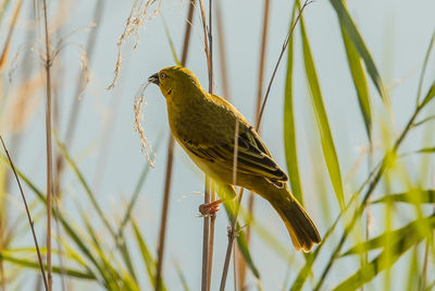 Close-up of bird perching on plant