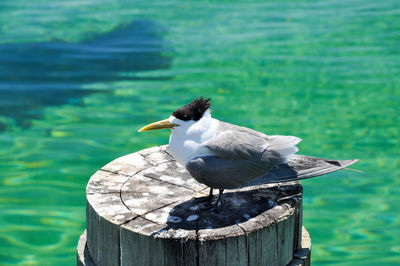High angle view of bird perching on wooden post against sea
