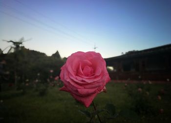 Close-up of pink rose blooming against sky