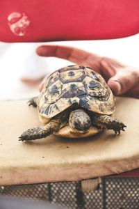 Close-up of turtle