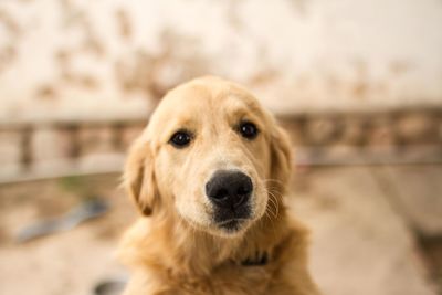 Close-up portrait of dog