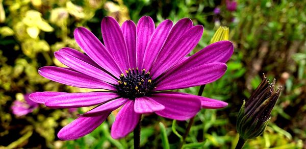 Close-up of purple flower