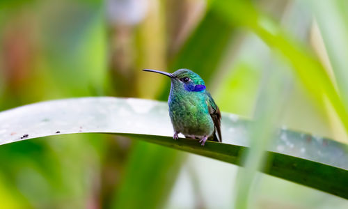 A lesser violet ear, colibri cyanotus, in the andes mountains of ecuador. 