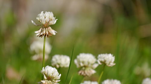 Close-up of white flowers blooming outdoors