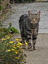 Portrait of cat