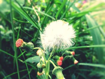 Close-up of dandelion