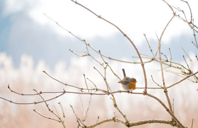 Bird perching on twig