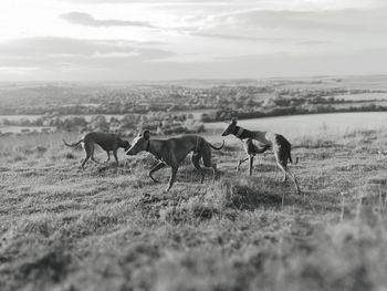 Dogs whippets in a field