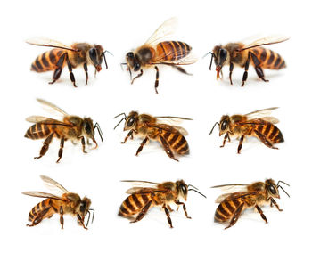 High angle view of insect on white background