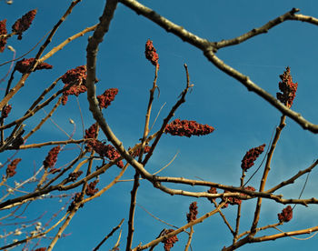 Low angle view of flowering tree against blue sky