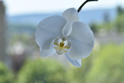 Close-up of white flowering plant