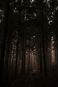 Trees in forest at night