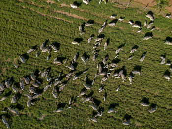 Top view of nellore cattle herd on green pasture in brazil