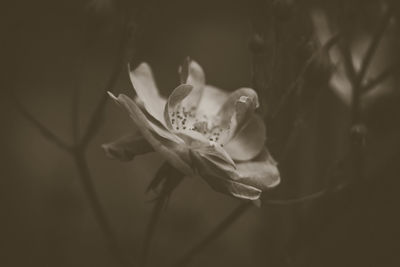 Close-up of flower blooming outdoors