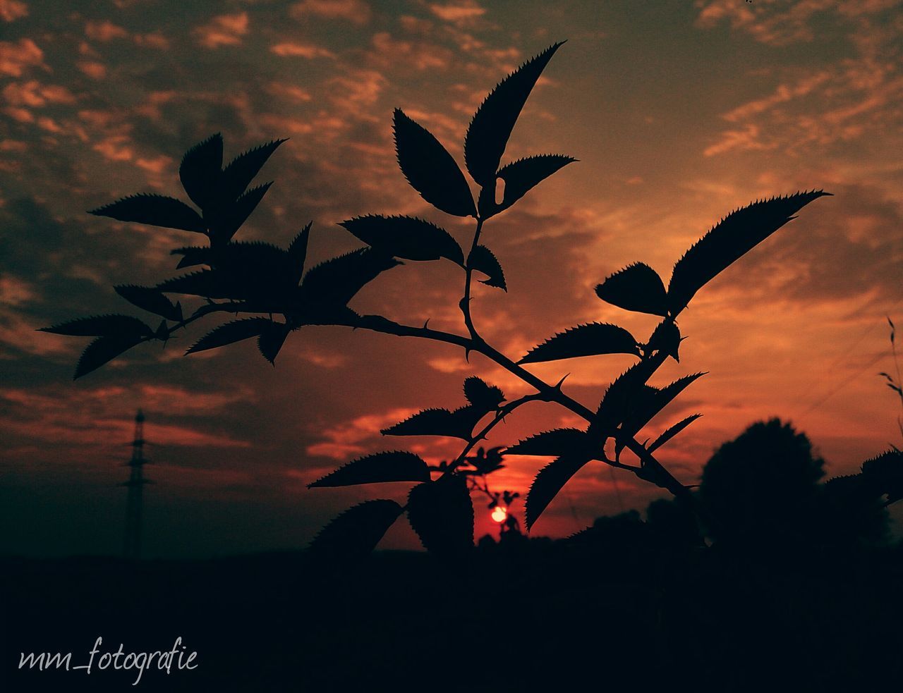 sunset, silhouette, sky, tree, tranquility, beauty in nature, cloud - sky, scenics, leaf, branch, nature, orange color, tranquil scene, growth, cloud, cloudy, idyllic, dramatic sky, low angle view, outdoors