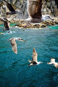 Bird flying over water