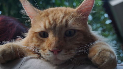 Close-up portrait of cat