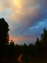 Silhouette of trees at sunset