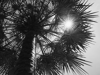 Low angle view of palm trees against sky