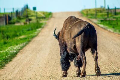 Rear view of american bison walking on road during sunny day